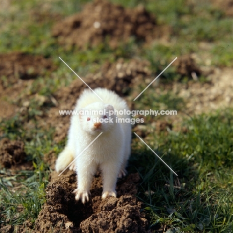 ferret digging