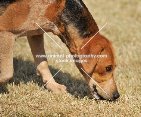 old English type foxhound