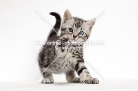 Silver Classic Tabby American Shorthair kitten