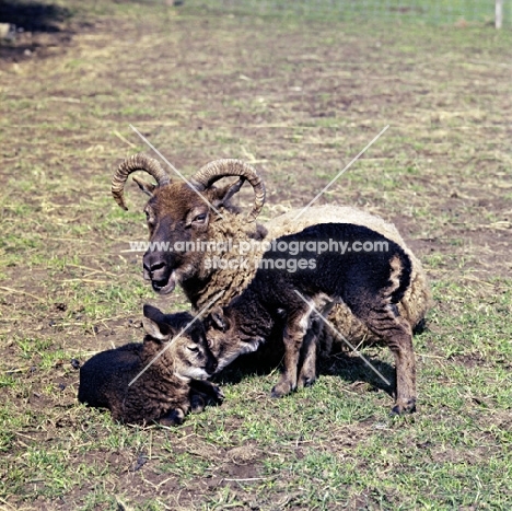 soay ewe and two lambs