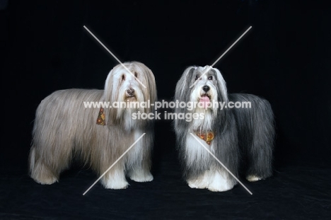 two bearded collies standing 