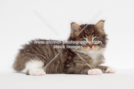 Brown Mackerel Tabby & White Maine Coon kitten, 1 month old, lying down