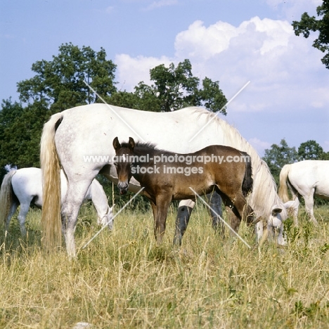 lipizzaner mares and foal at lipica