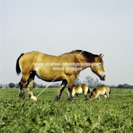 Two Belgian mares and foal walking in field in Belgium