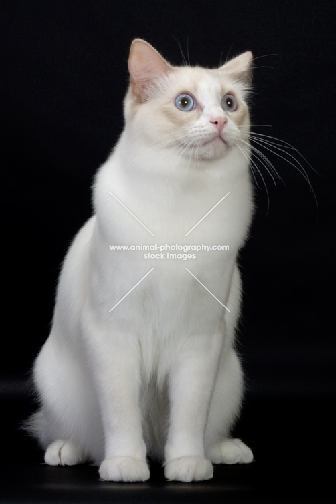 Lilac Point Bi-Color Ragdoll cat
