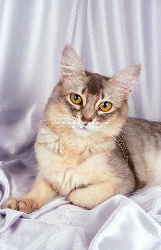 young blue silver somali cat