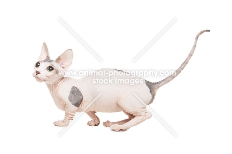 Bambino cat walking on white background