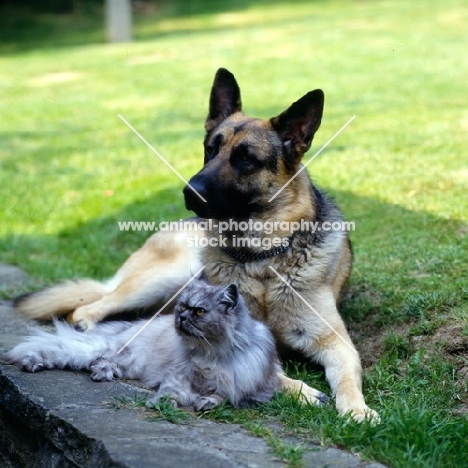 german shepherd dog and smoke long hair cat together