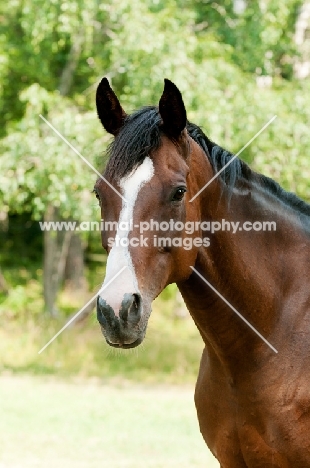 one thoroughbred in green field with trees