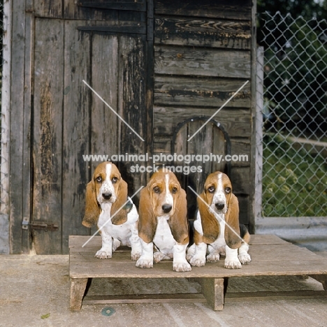 three basset hound puppies sitting in a run