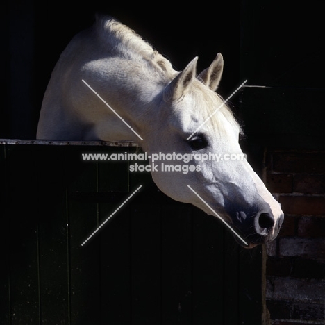 Arab mare UK looking out of stable