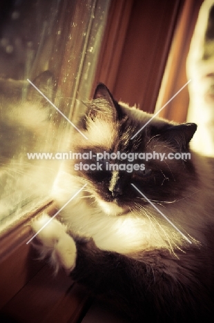 Ragdoll near window