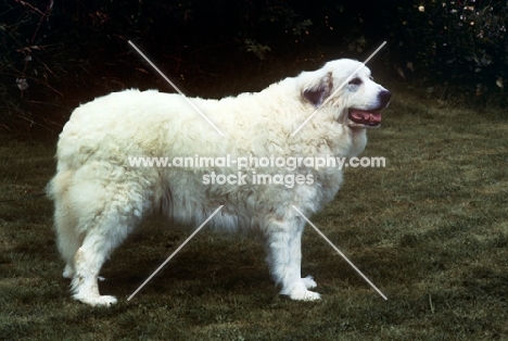 pyrenean mountain dog 