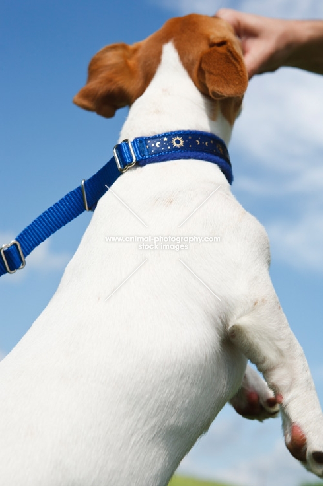 jack russell on lead, jumping up