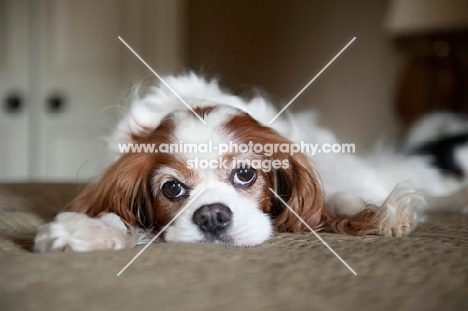 cavalier king charles spaniel with head down on bed
