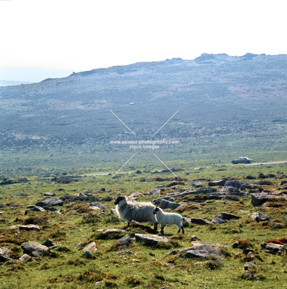 rough fell ewe with lamb on dartmoor