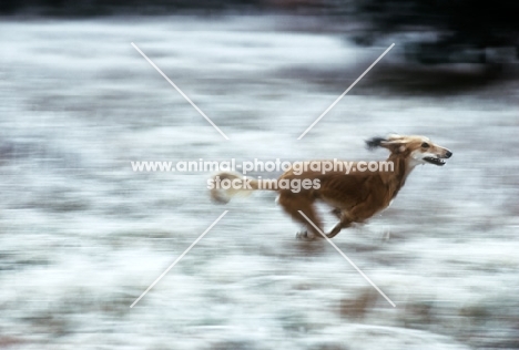 saluki galloping in snow