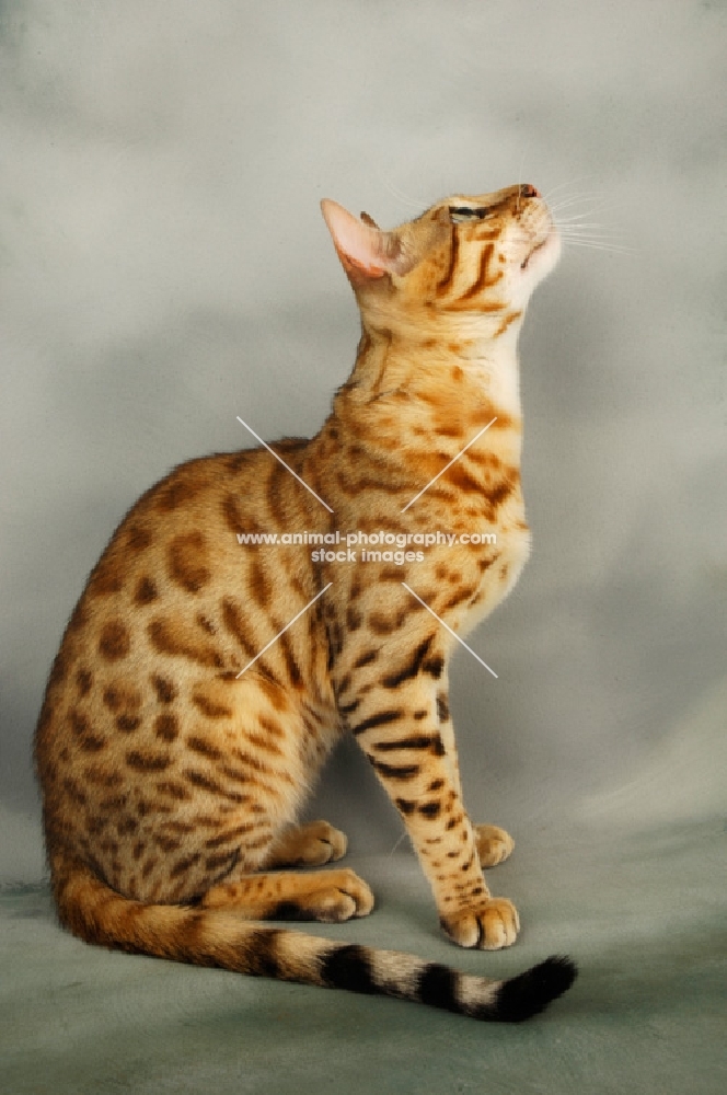 brown spotted bengal side view, looking up