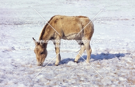 Kulan grazing in snowy field