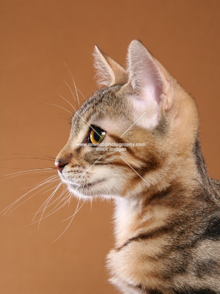 Sokoke portrait side view, 4 month Brown Marble Tabby Female