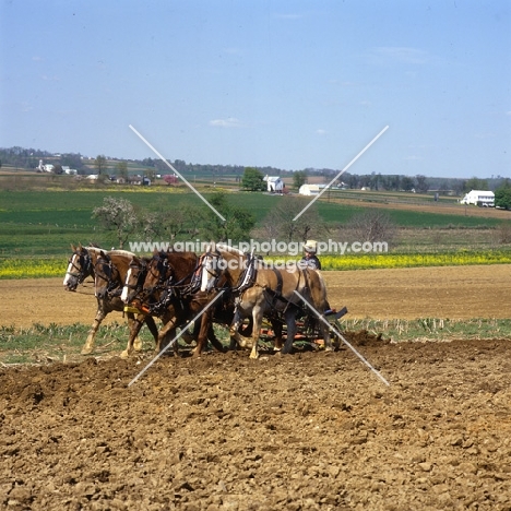 5 Amish horses cultivating field