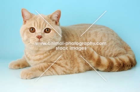 cream british shorthair cat