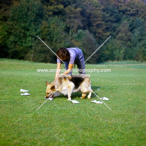 woman doing a scent test with her german shepherd dog