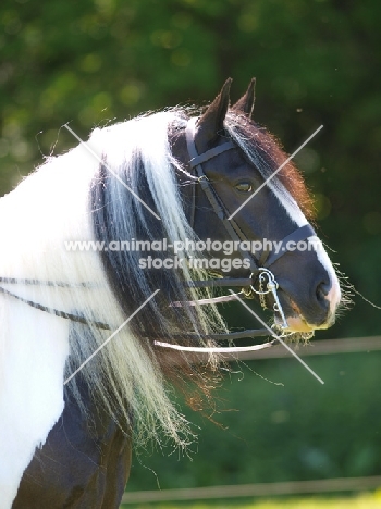 Piebald horse wearing bridle