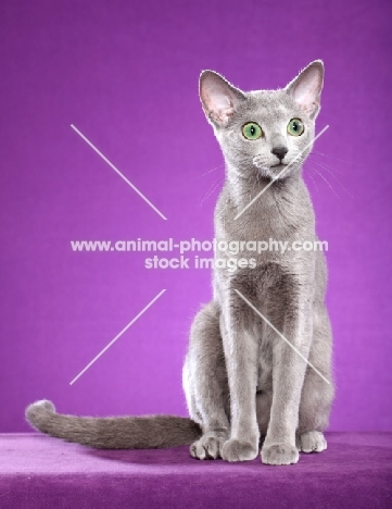 Russian Blue sitting down in studio