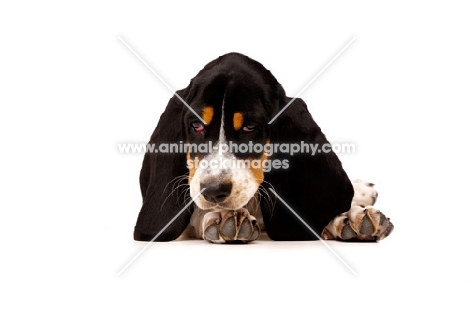 Basset Hound cross Spaniel puppy lying down isolated on a white background