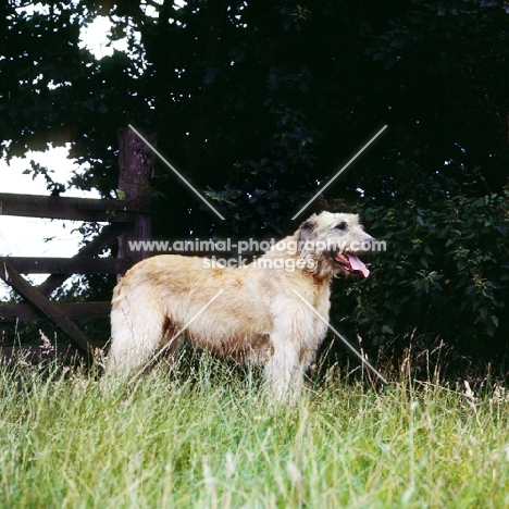 irish wolfhound in long grass