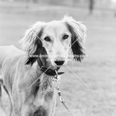 saluki looking at camera