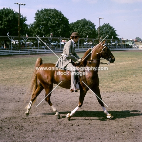 tennessee walking horse in action at a show in usa