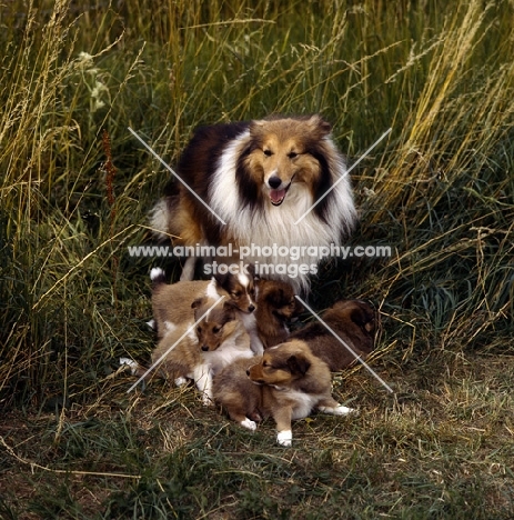 shetland sheepdog with his pups