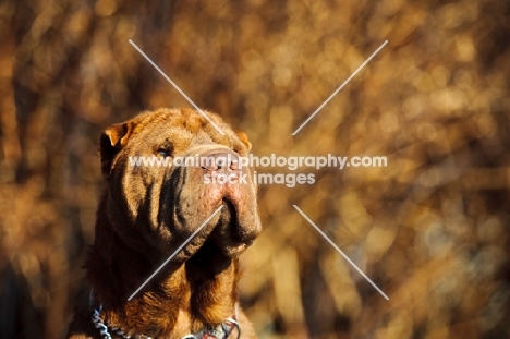 brown Shar Pei