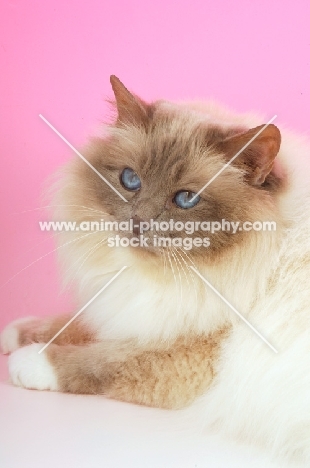 Lilac point Birman cat portrait