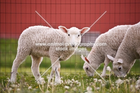 Cheviot lambs
