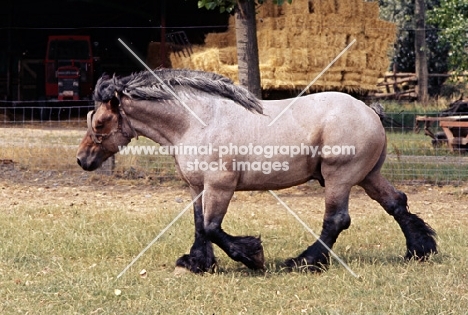 Jupiter de St Trond, Belgian heavy horse walking