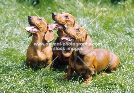group of red dachshunds
