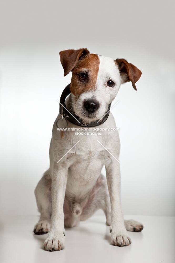 jack russell terrier looking straight at camera