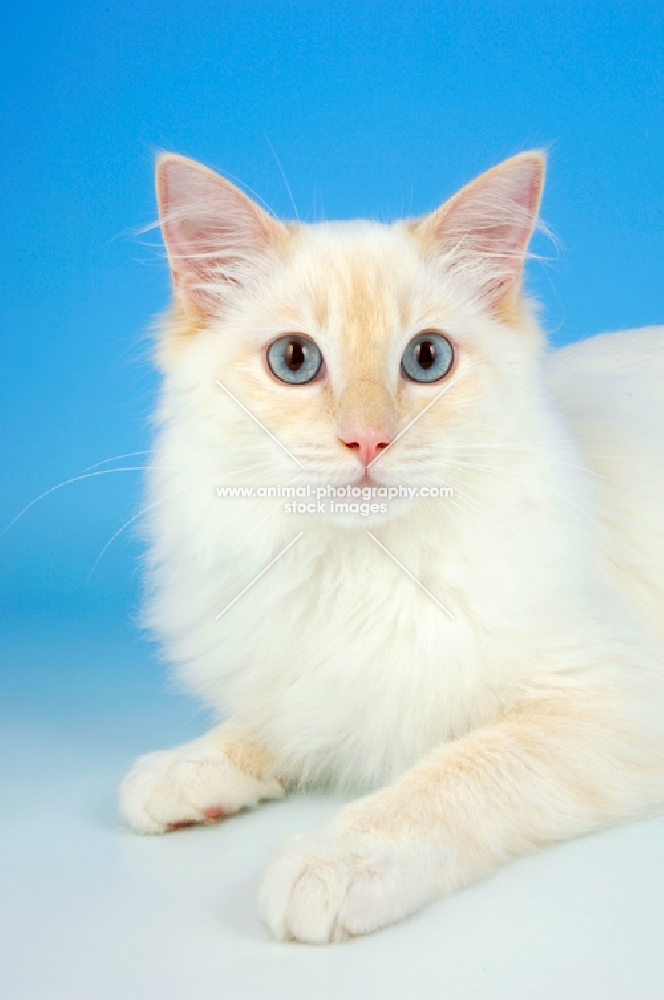 cream point ragdoll cat, portrait