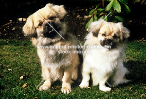 two tibetan spaniels with heads on one side