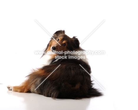 Shetland Sheepdog (sheltie) looking back