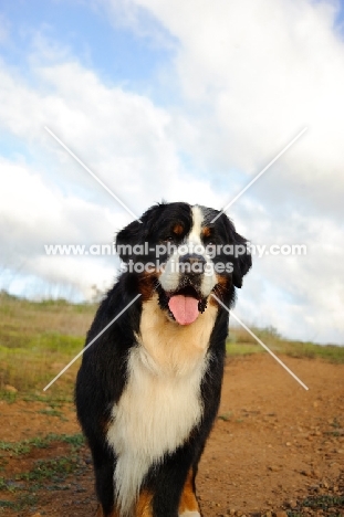 Bernese Mountain Dog (aka Berner Sennenhund)