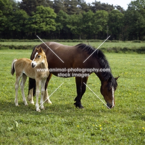 welsh cob (section d), mare and her foal