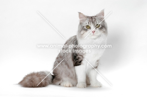 Siberian cat sitting down on white background, silver mackerel tabby & white colour