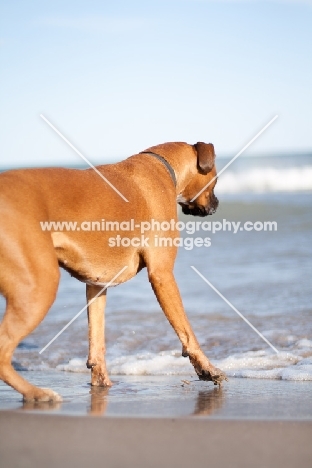 Boxer walking into the sea