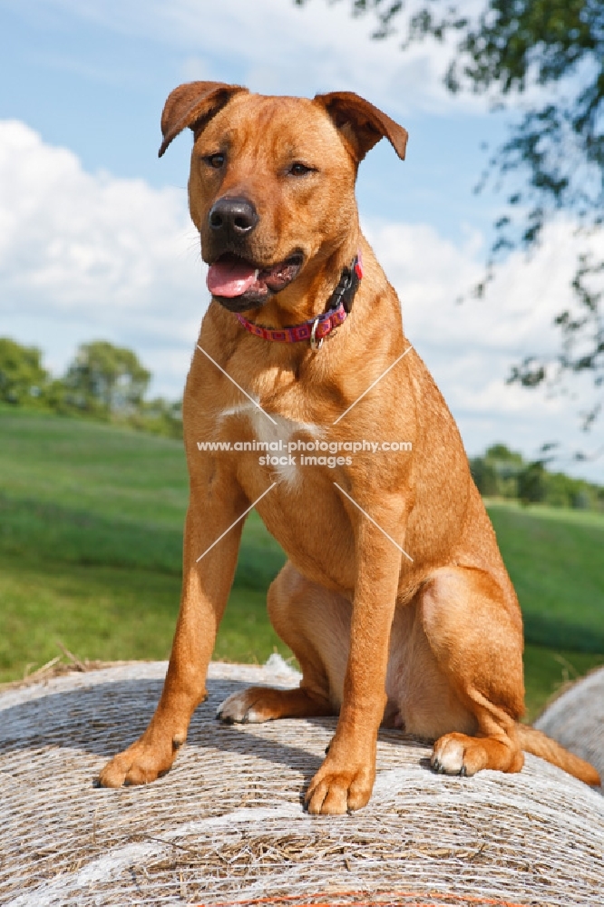 Pit Bull mix on straw