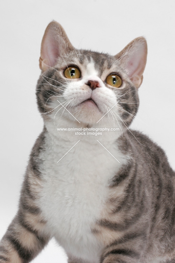 American Wirehair, Blue Mackerel Tabby & White colour, looking up
