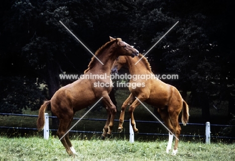 wurttemberger foals rearing together at marbach